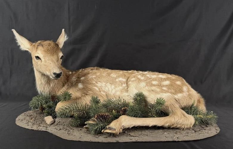 Real Baby Elk Calf Fawn Taxidermy Mount (1 of 4)