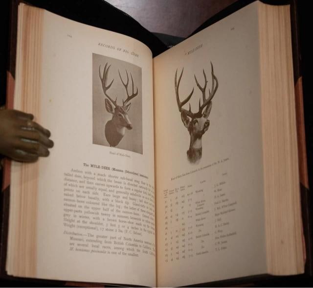 Rowland Ward / Records of Big Game 1914 7th Edition - 13