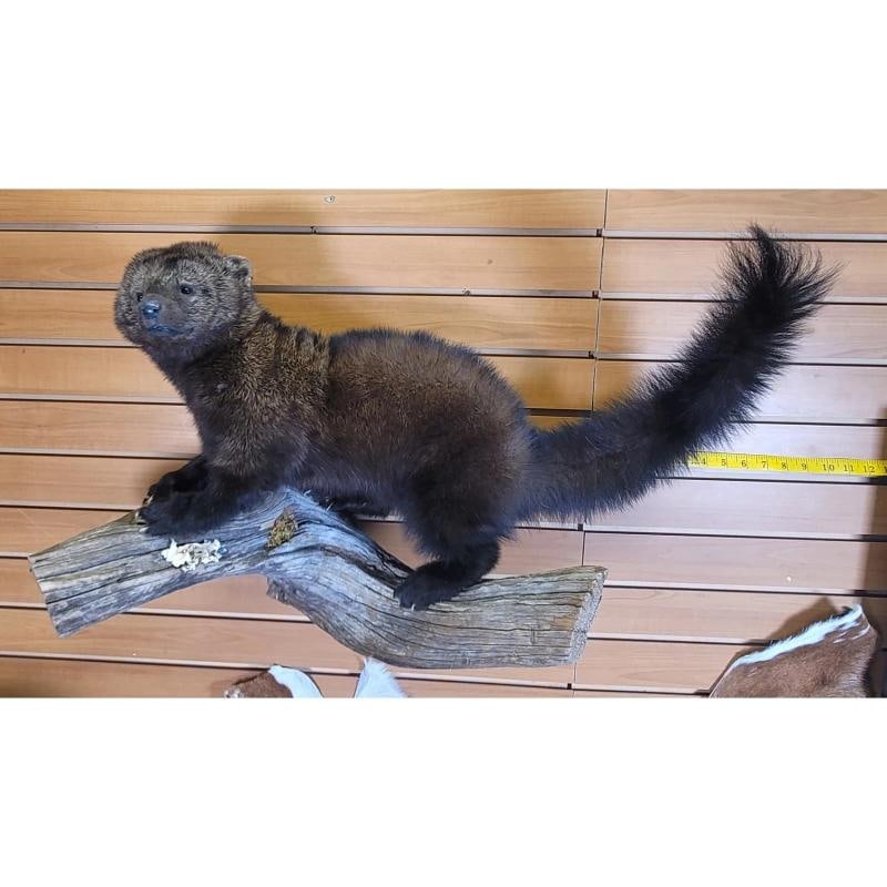 Fisher Ã¢â‚¬â€œ Taxidermy Mount (1 of 2)