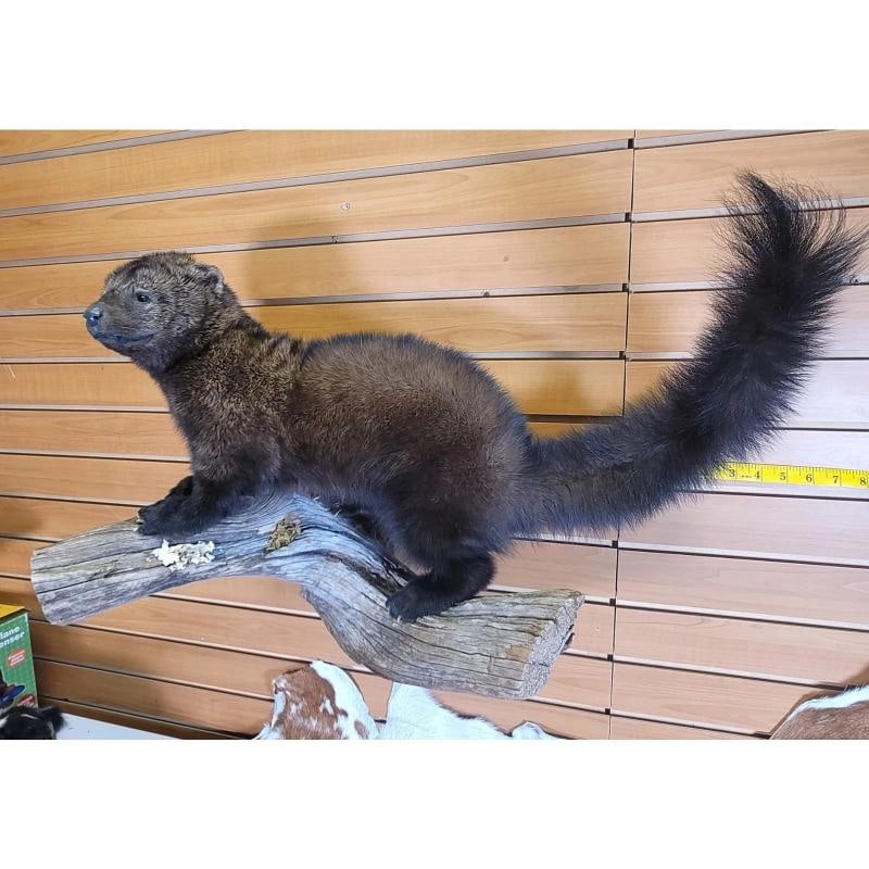 Fisher Ã¢â‚¬â€œ Taxidermy Mount - 2