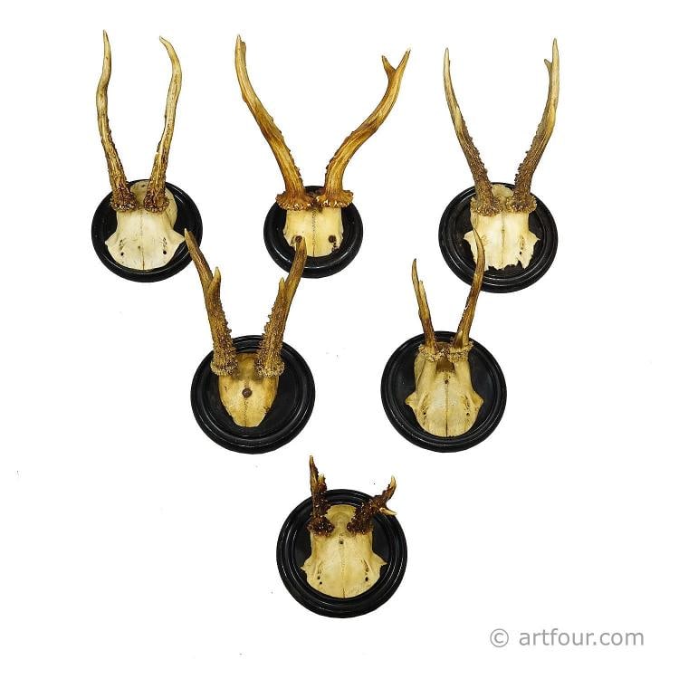 Antique Collection of Six Roe Deer Trophies on Turned Plaques, Germany ca. 1900s (1 of 9)