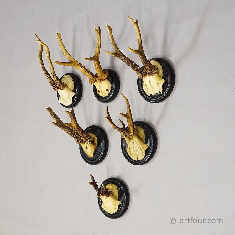 Antique Collection of Six Roe Deer Trophies on Turned Plaques, Germany ca. 1900s - 2