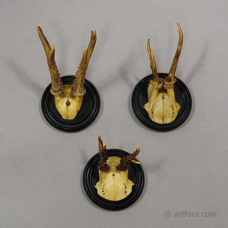Antique Collection of Six Roe Deer Trophies on Turned Plaques, Germany ca. 1900s - 3