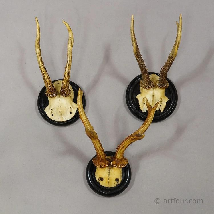 Antique Collection of Six Roe Deer Trophies on Turned Plaques, Germany ca. 1900s - 4