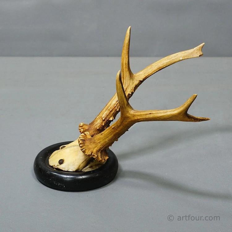 Antique Collection of Six Roe Deer Trophies on Turned Plaques, Germany ca. 1900s - 6
