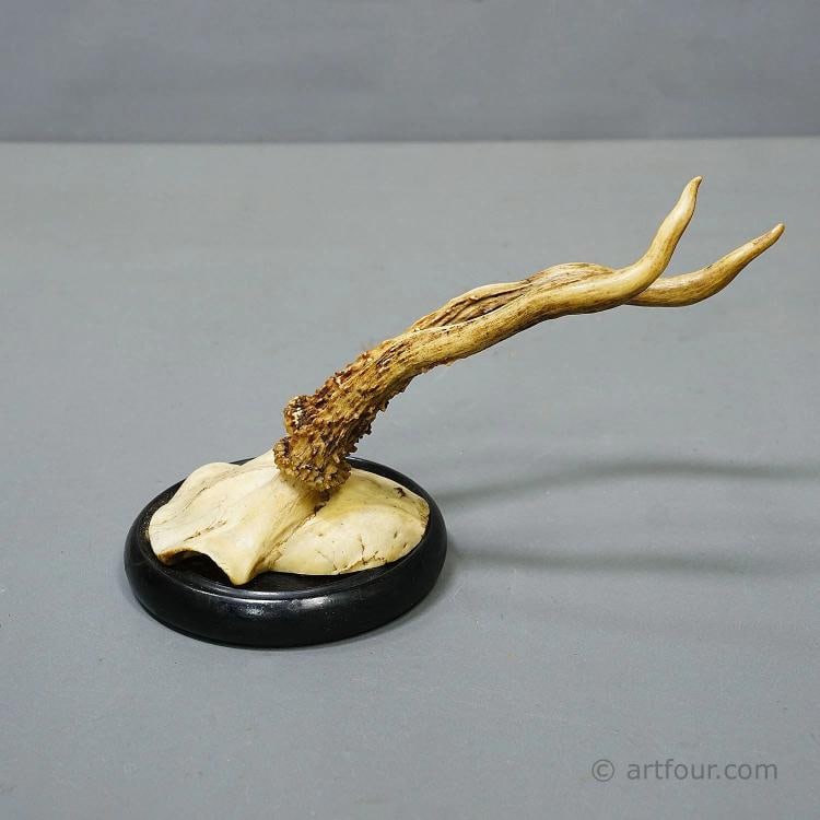 Antique Collection of Six Roe Deer Trophies on Turned Plaques, Germany ca. 1900s - 7
