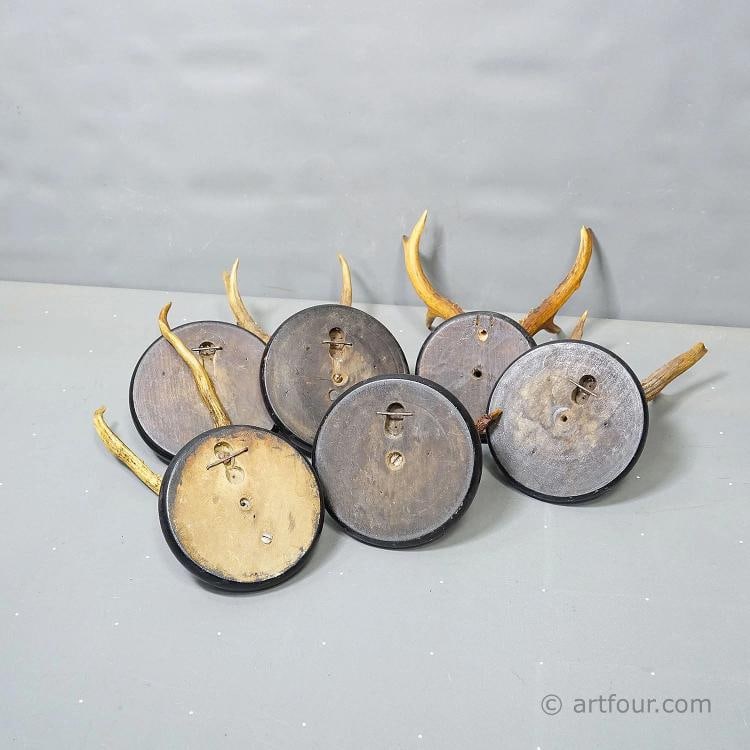 Antique Collection of Six Roe Deer Trophies on Turned Plaques, Germany ca. 1900s - 9