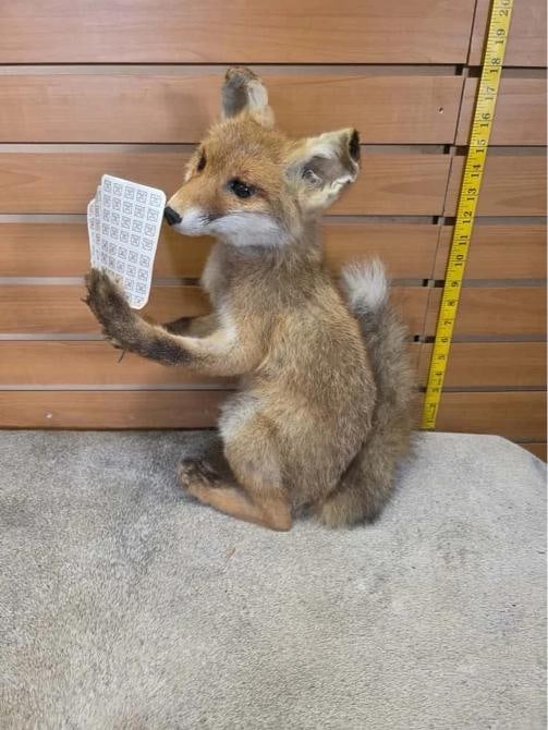 baby fox taxidermy mount (1 of 3)