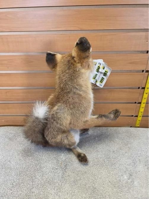 baby fox taxidermy mount - 2