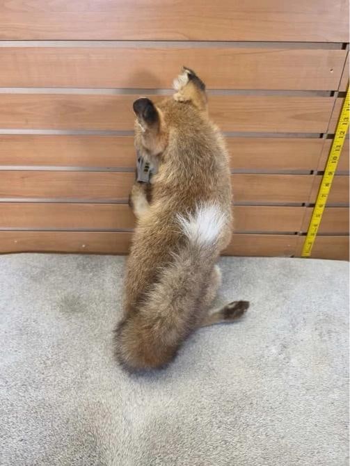 baby fox taxidermy mount - 3