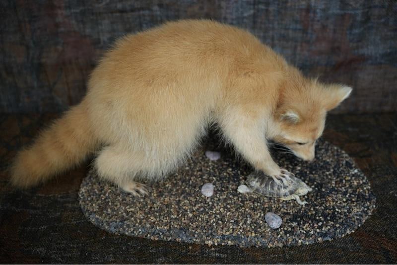 Blonde Raccoon full body taxidermy mount: Blonde Raccoon full body taxidermy mount