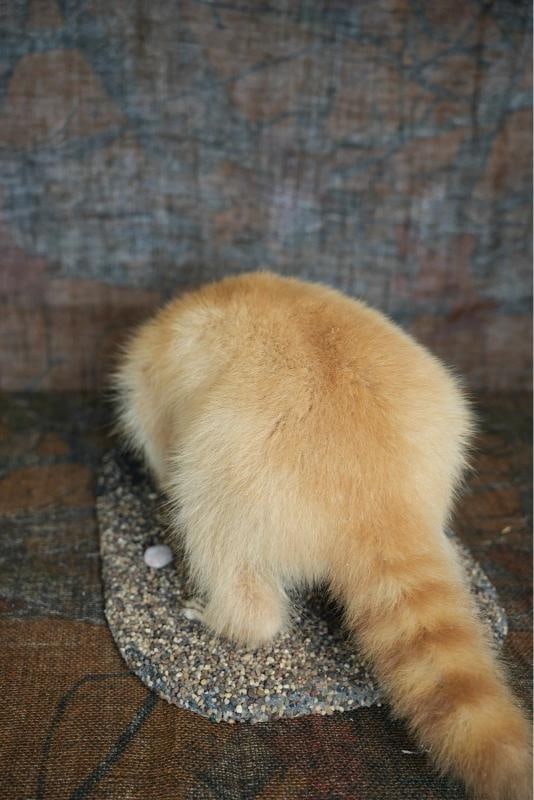 Blonde Raccoon full body taxidermy mount - 2