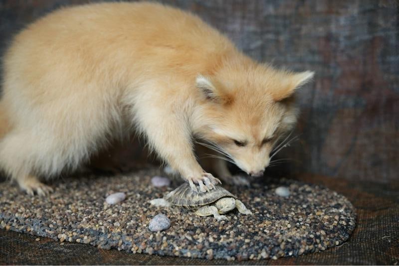 Blonde Raccoon full body taxidermy mount - 3