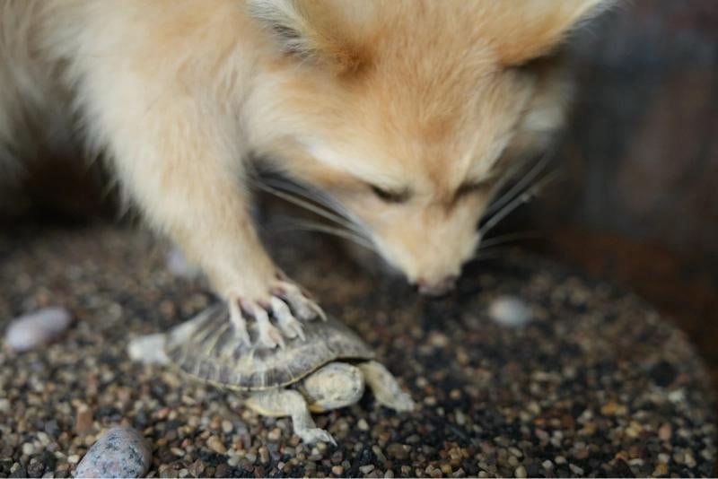 Blonde Raccoon full body taxidermy mount - 5