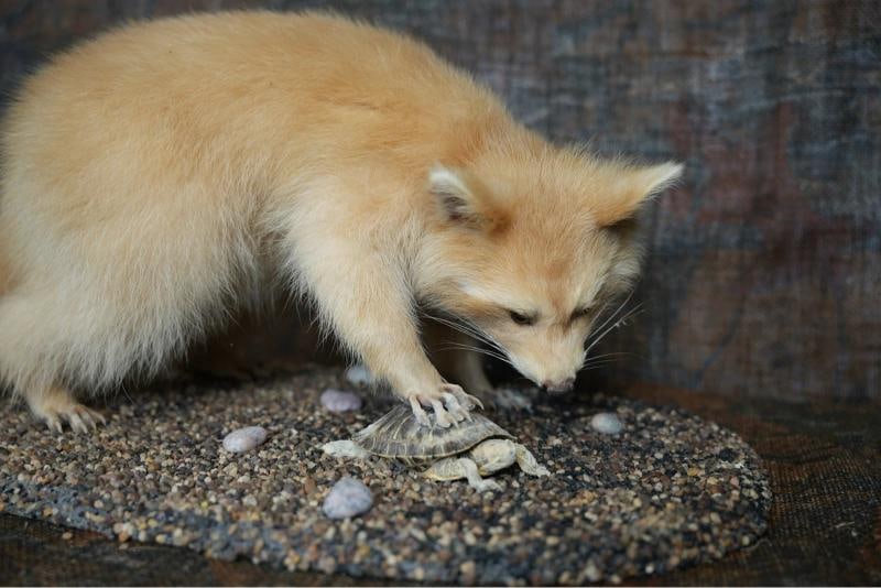 Blonde Raccoon full body taxidermy mount - 6