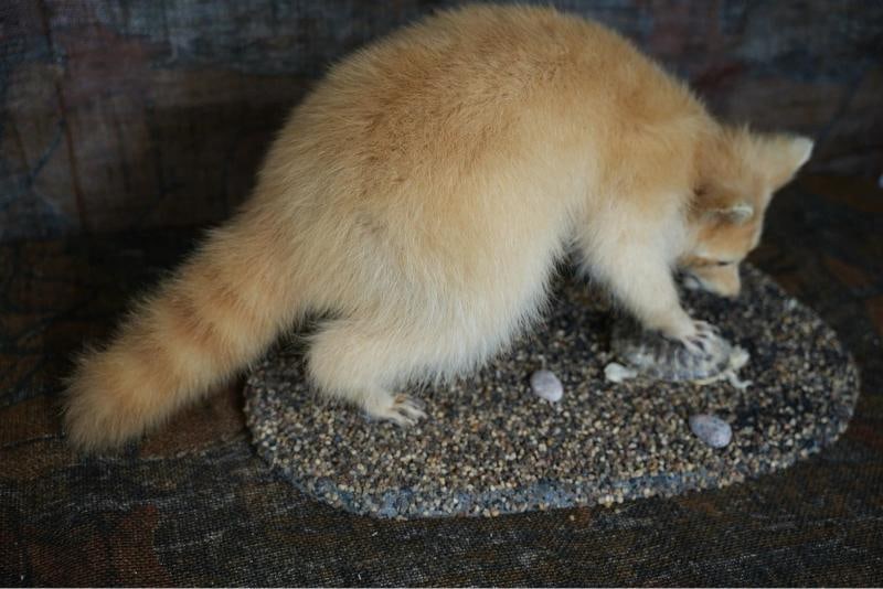 Blonde Raccoon full body taxidermy mount - 7