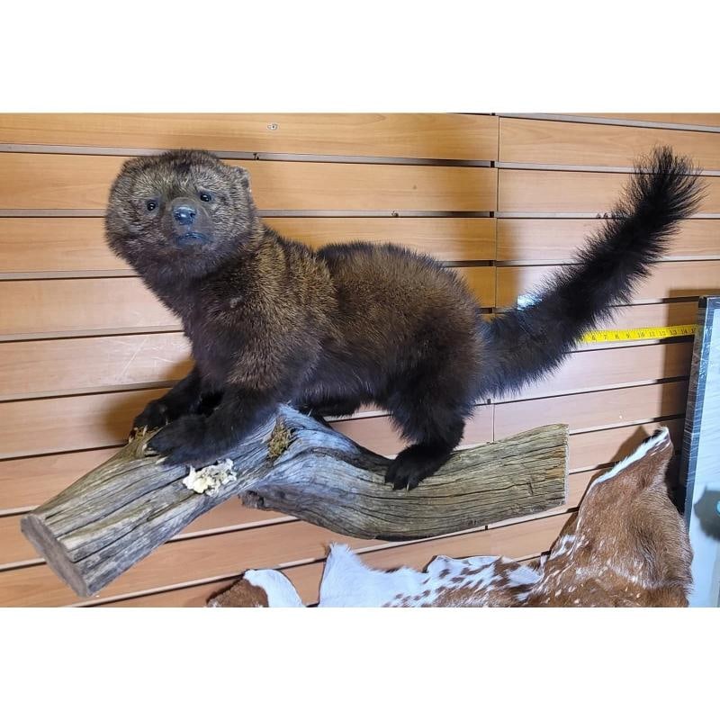 Fisher Ã¢â‚¬â€œ Taxidermy Mount - 3