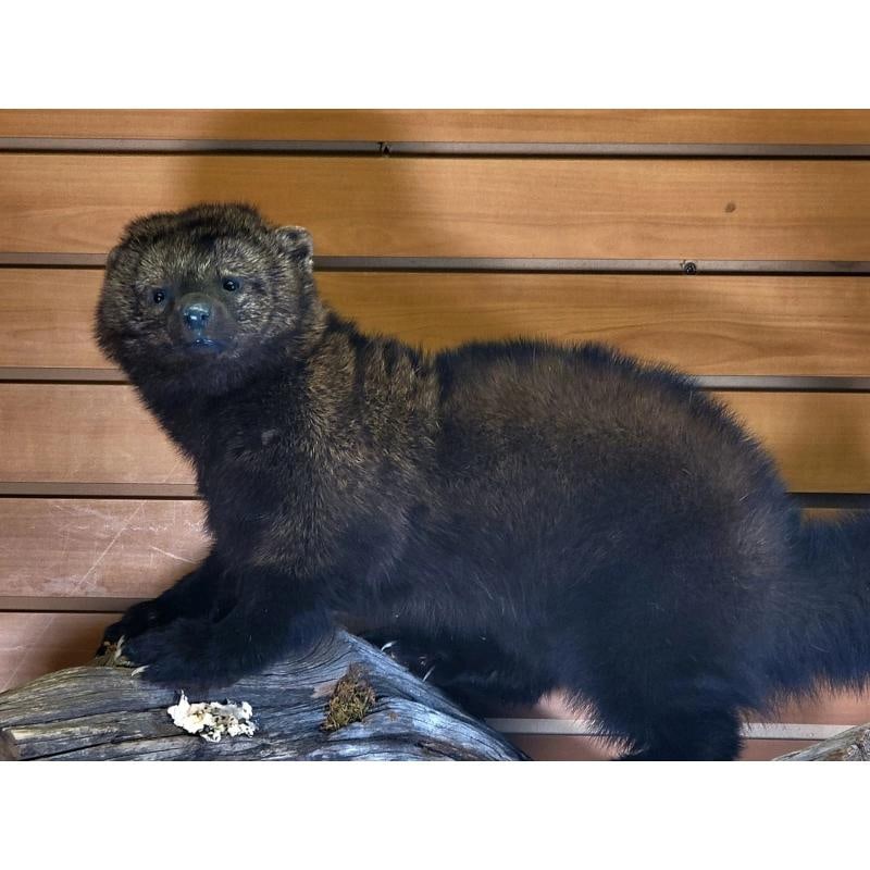 Fisher Ã¢â‚¬â€œ Taxidermy Mount - 4