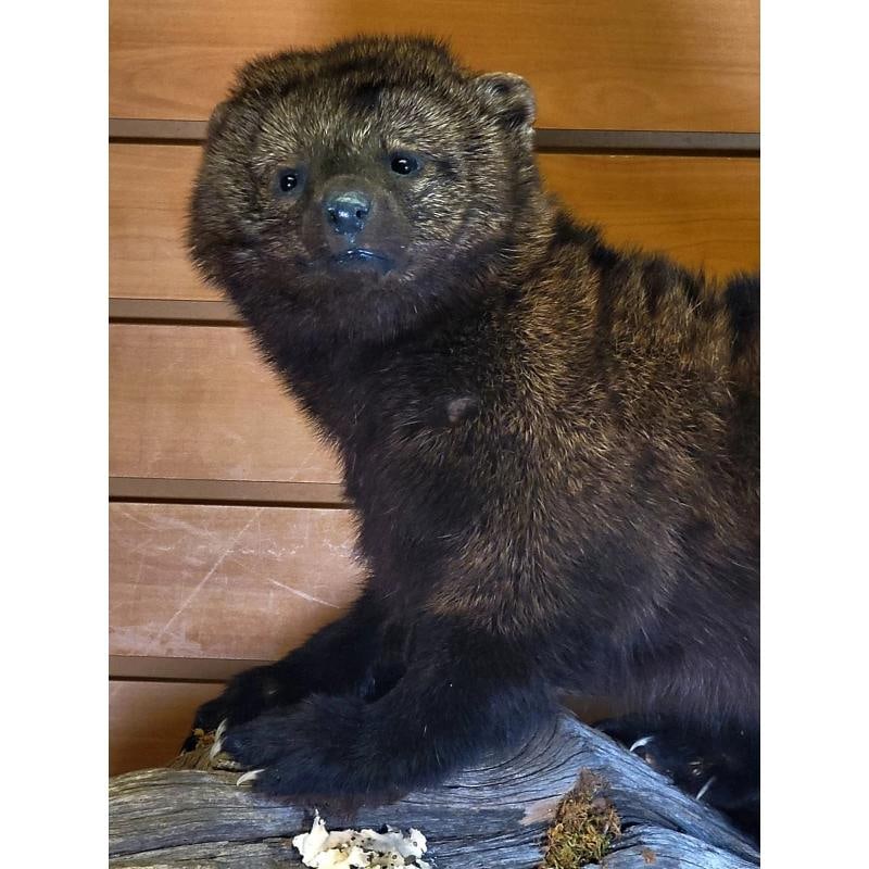 Fisher Ã¢â‚¬â€œ Taxidermy Mount - 5
