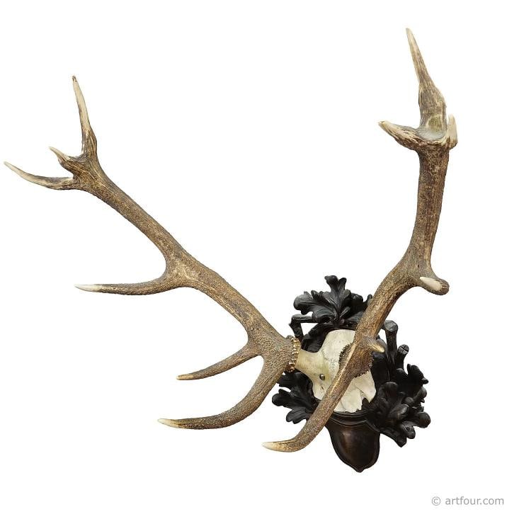 Big Black Forest 12 Pointer Red Deer Trophy on Carved Plaque - Germany 1930 (1 of 8)