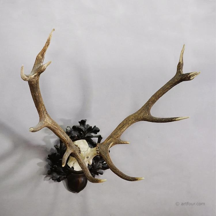 Big Black Forest 12 Pointer Red Deer Trophy on Carved Plaque - Germany 1930 - 3
