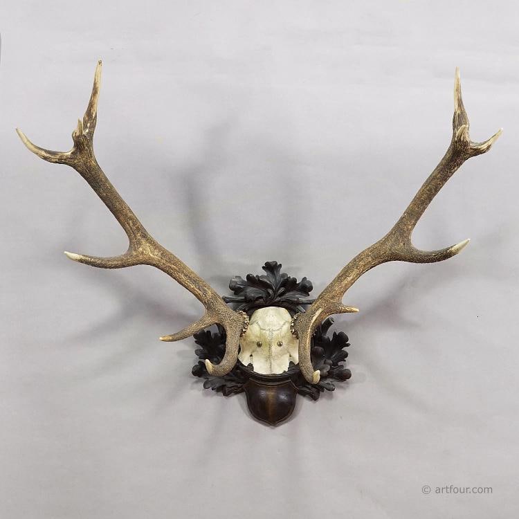 Big Black Forest 12 Pointer Red Deer Trophy on Carved Plaque - Germany 1930 - 4