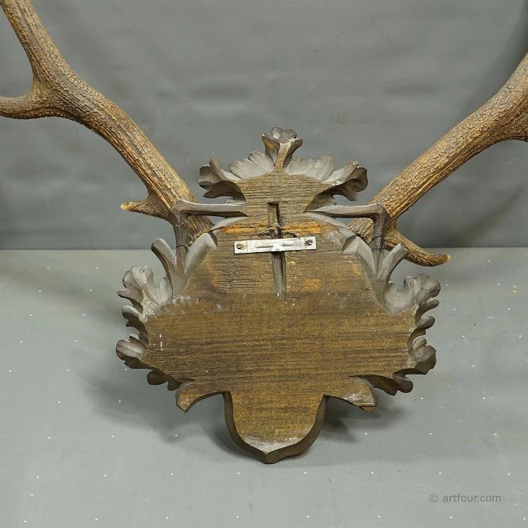 Big Black Forest 12 Pointer Red Deer Trophy on Carved Plaque - Germany 1930 - 8
