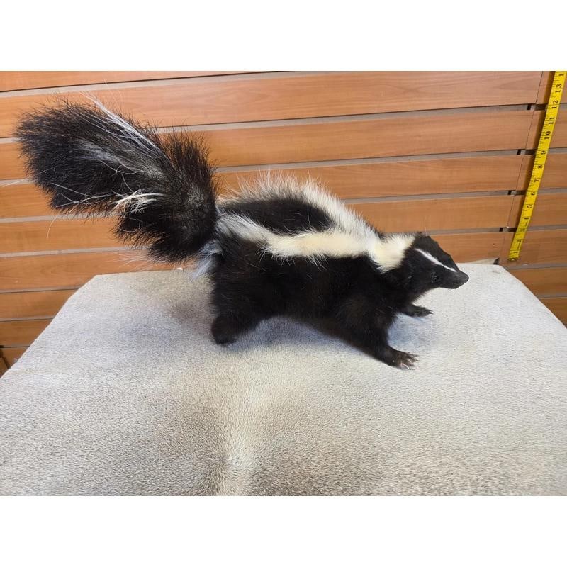 Full-Body Skunk Taxidermy Mount: Full-Body Skunk Taxidermy Mount
