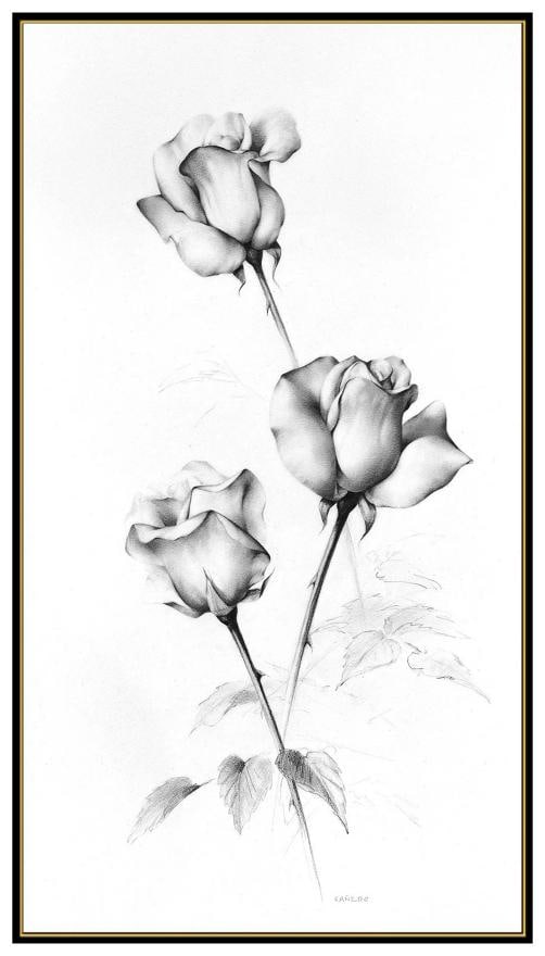 Alexander Canedo Original Charcoal Drawing Signed Still Life Rose Framed Artwork - 2