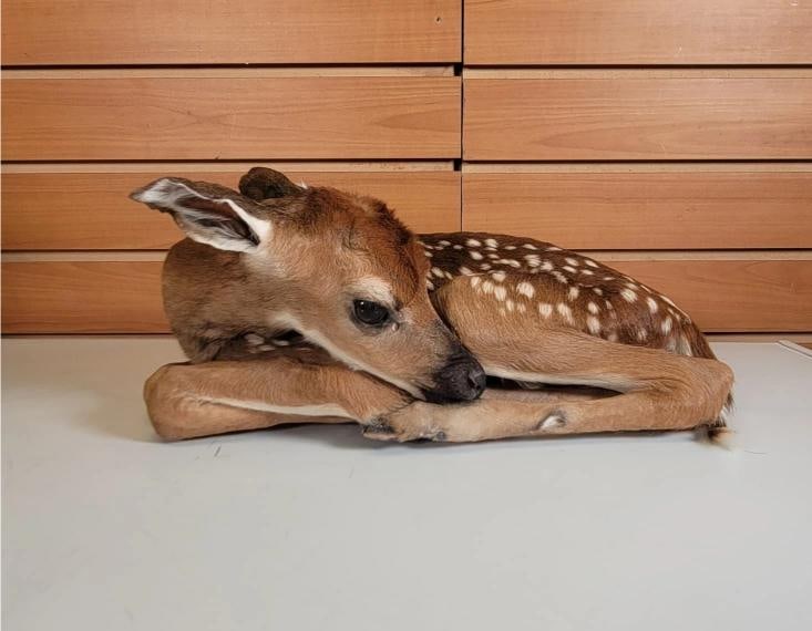 Fawn Lifesize Taxidermy Mount: Fawn Lifesize Taxidermy Mount