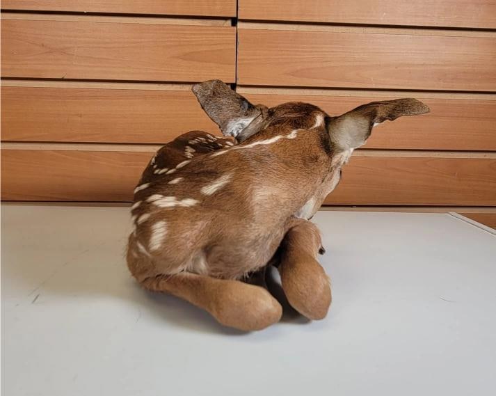 Fawn Lifesize Taxidermy Mount - 2