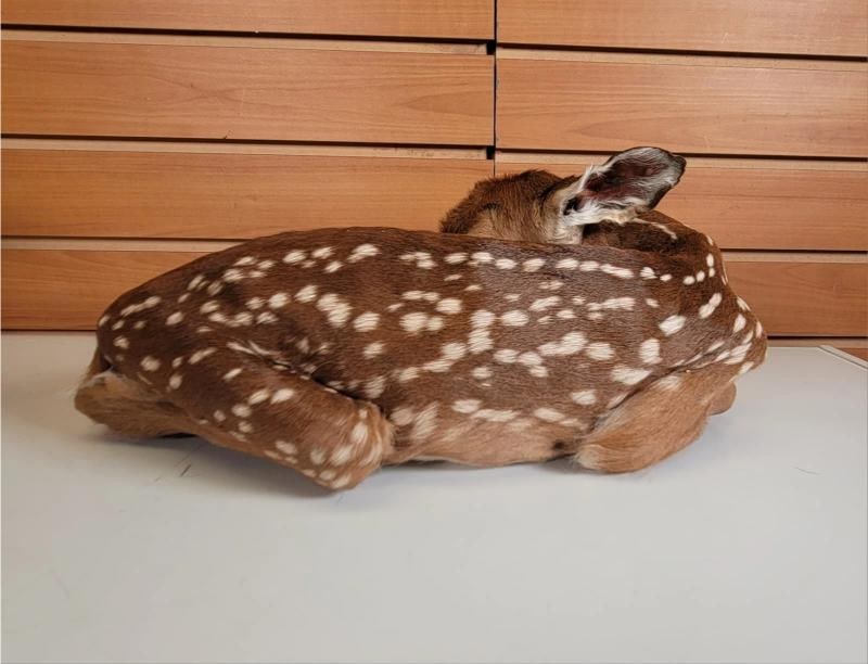Fawn Lifesize Taxidermy Mount - 3