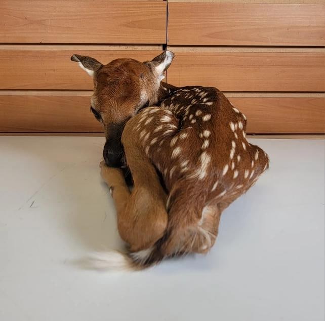 Fawn Lifesize Taxidermy Mount - 4
