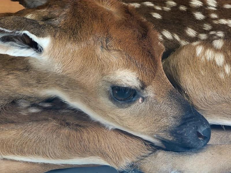 Fawn Lifesize Taxidermy Mount - 5