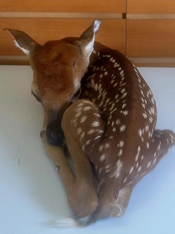 Fawn Lifesize Taxidermy Mount - 6