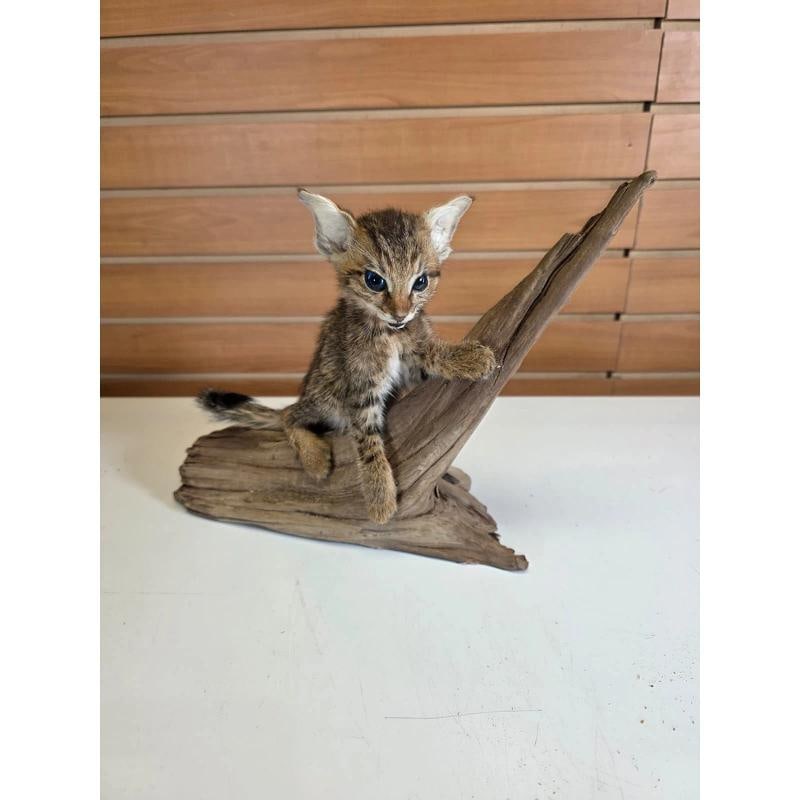 Savannah Cat Taxidermy Mount: Savannah Cat Taxidermy Mount