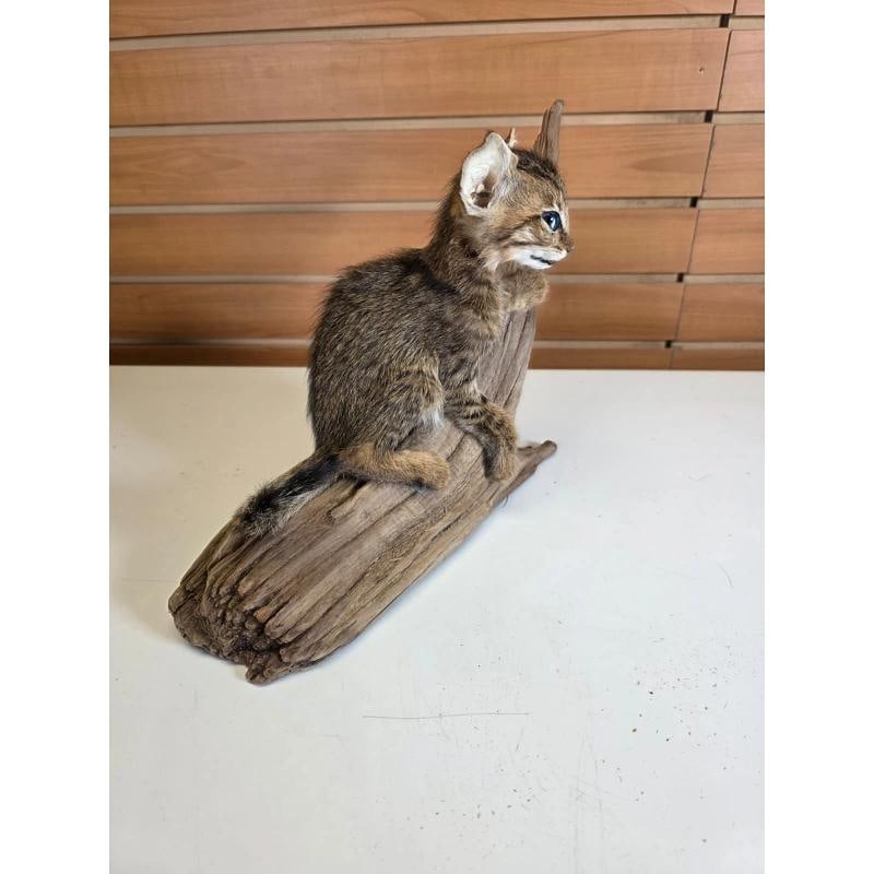 Savannah Cat Taxidermy Mount - 2