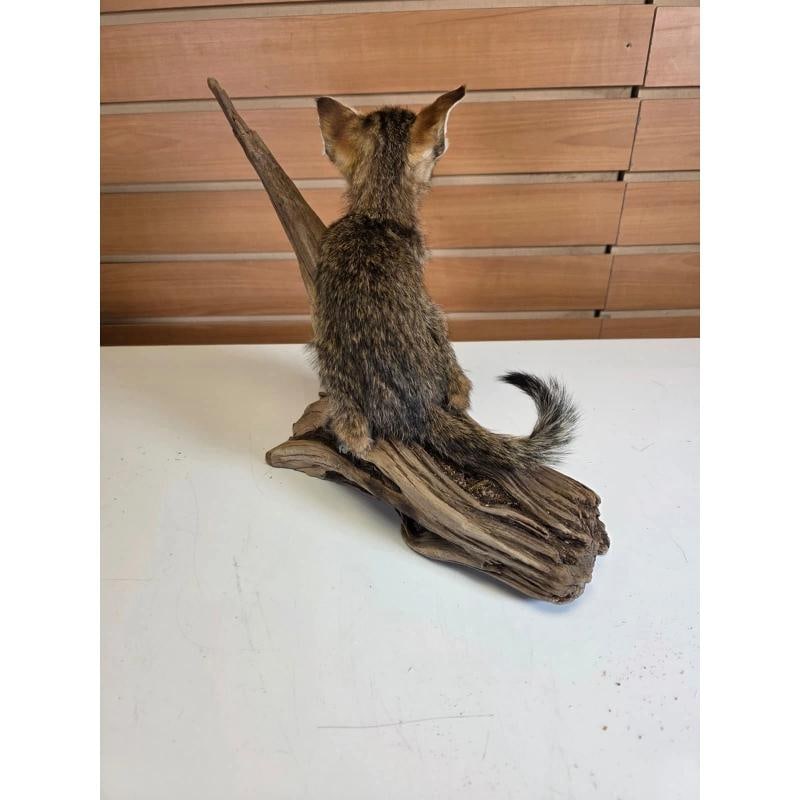 Savannah Cat Taxidermy Mount - 3