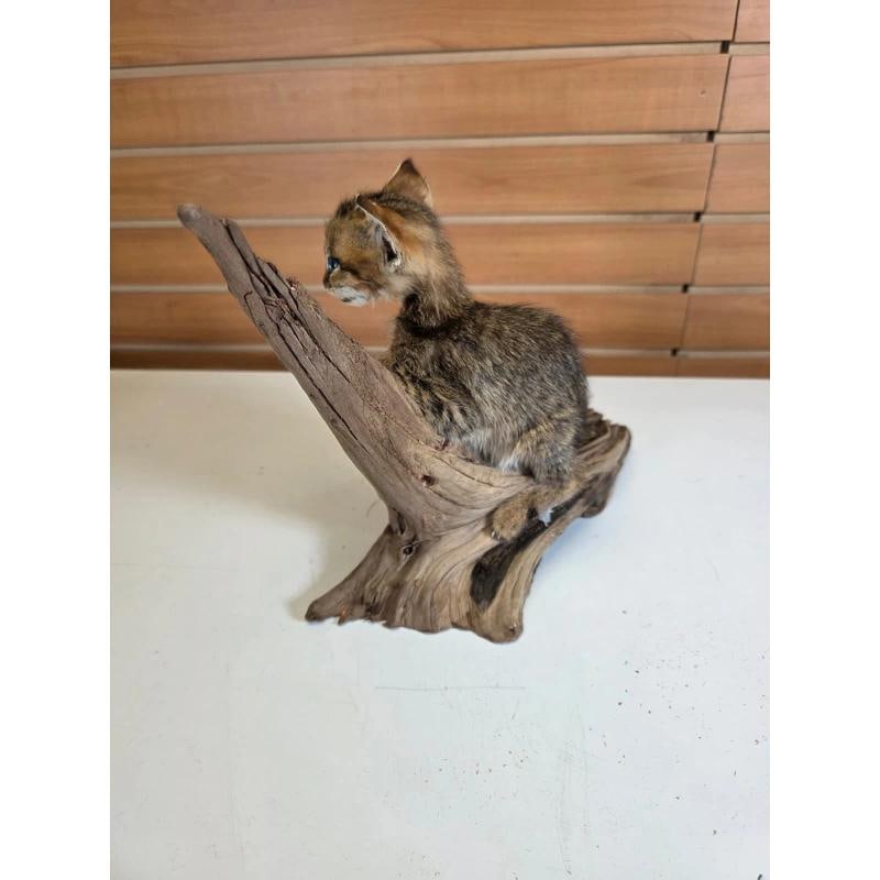 Savannah Cat Taxidermy Mount - 4
