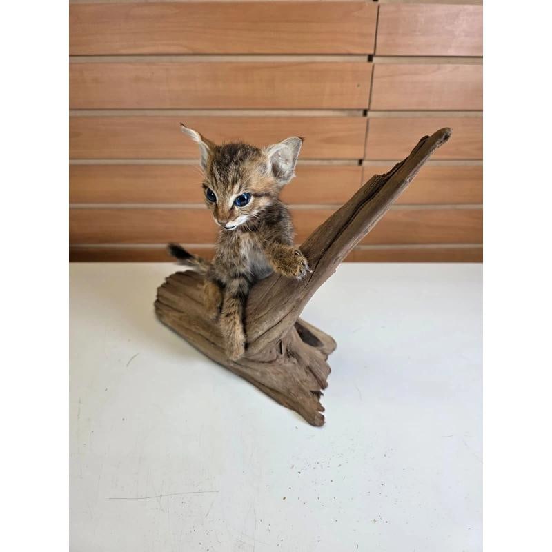 Savannah Cat Taxidermy Mount - 5
