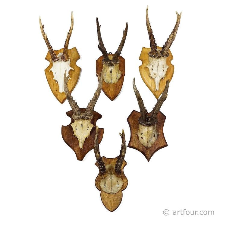 Set of Six Vintage Roe Deer Trophies on Wooden Plaques Germany ca. 1960s: Condition: Used,Animal Type: Large Animal,Type: Horns & Antlers,Animal Species: Deer,Country of Origin: Germany A set of six vintage roe deer (Capreolus capreolus) antler trophies dating from the 1960