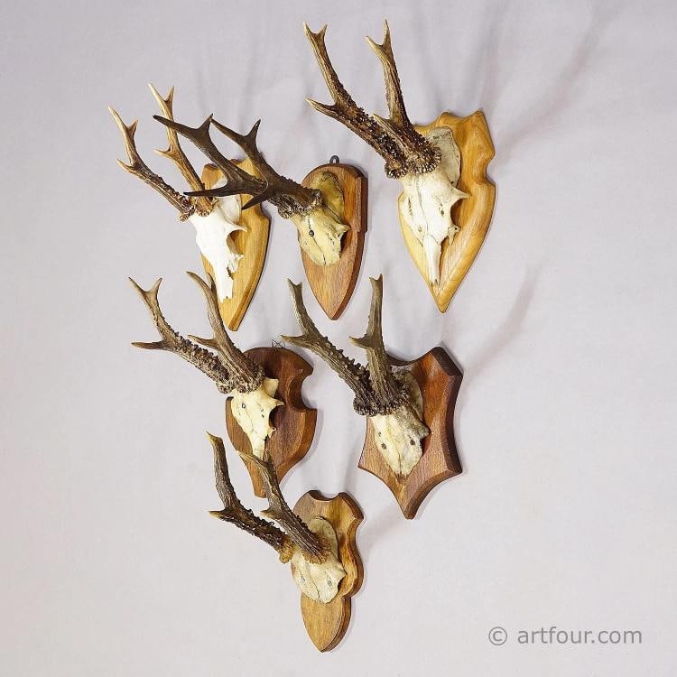 Set of Six Vintage Roe Deer Trophies on Wooden Plaques Germany ca. 1960s - 2