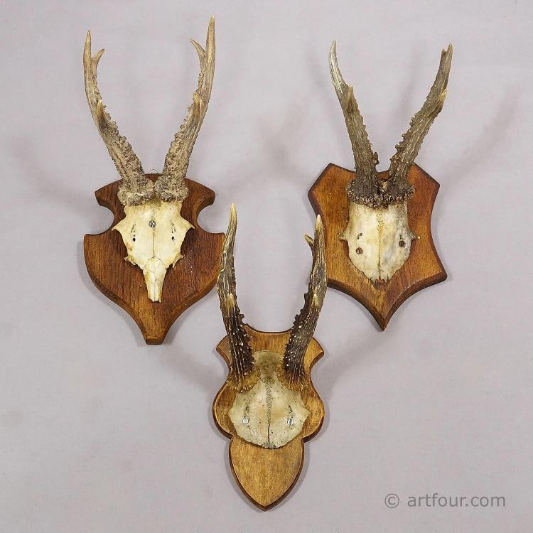 Set of Six Vintage Roe Deer Trophies on Wooden Plaques Germany ca. 1960s - 3