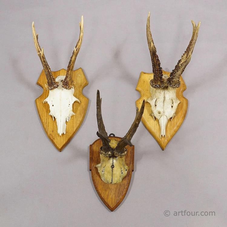 Set of Six Vintage Roe Deer Trophies on Wooden Plaques Germany ca. 1960s - 4
