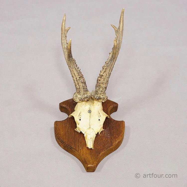 Set of Six Vintage Roe Deer Trophies on Wooden Plaques Germany ca. 1960s - 5