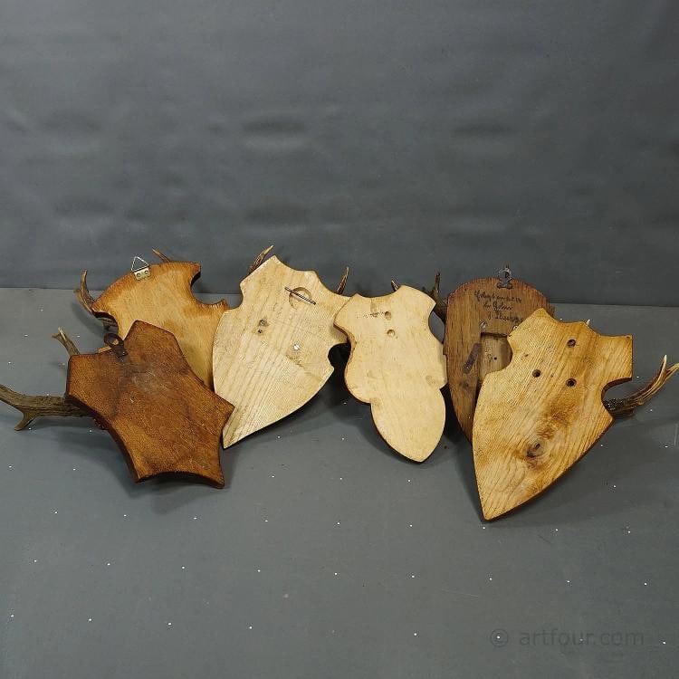 Set of Six Vintage Roe Deer Trophies on Wooden Plaques Germany ca. 1960s - 7
