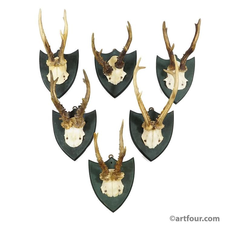 Set of Six Roe Deer Trophies on Wooden Plaques,Salem, Germany ca. 1900s (1 of 9)