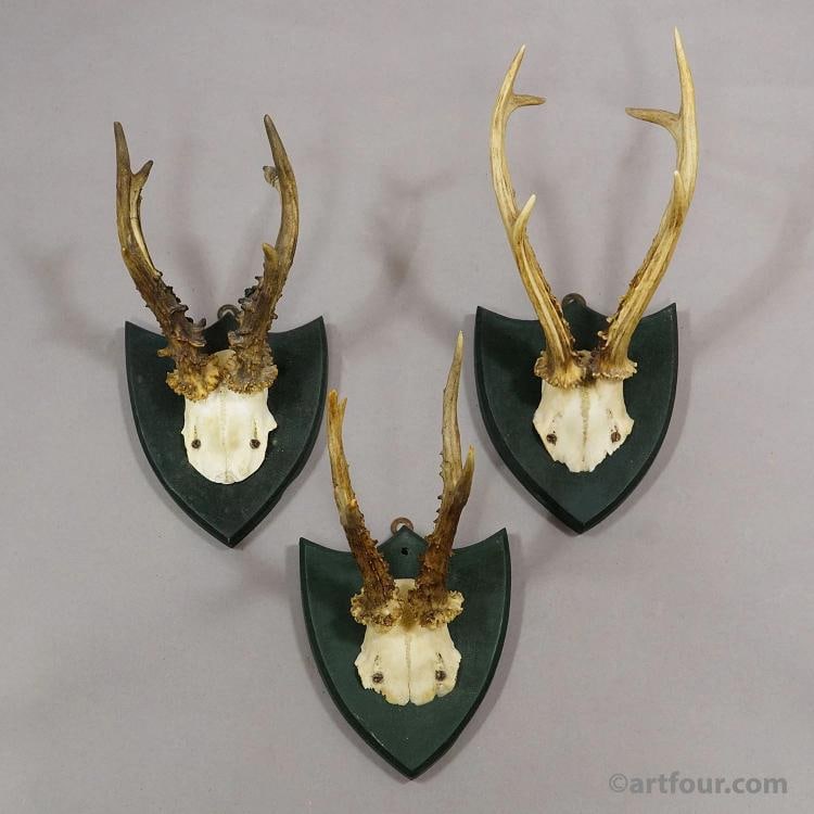 Set of Six Roe Deer Trophies on Wooden Plaques,Salem, Germany ca. 1900s - 3
