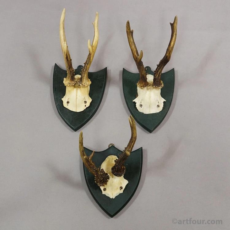 Set of Six Roe Deer Trophies on Wooden Plaques,Salem, Germany ca. 1900s - 4