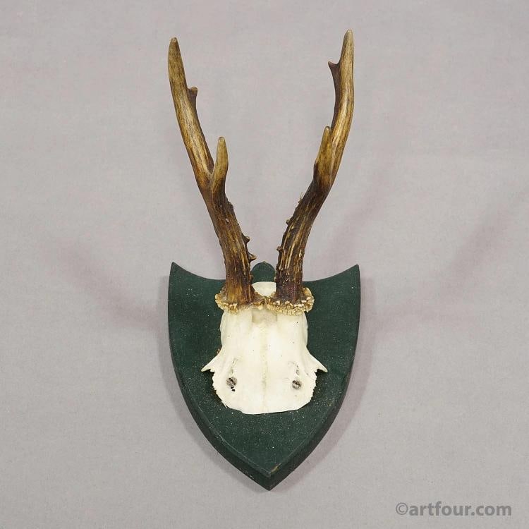 Set of Six Roe Deer Trophies on Wooden Plaques,Salem, Germany ca. 1900s - 5